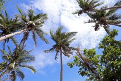 Palms in the breeze