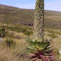 Flora Mt kenya