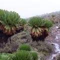 Flora mt kenya2